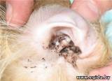 Отодектоз (ушная чесотка)