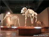 В Париже скелет сибирского мамонта ушел с молотка за 260 тысяч евро