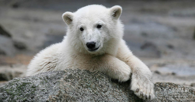 Защитник животных предложил убить медвежонка "из гуманных соображений"