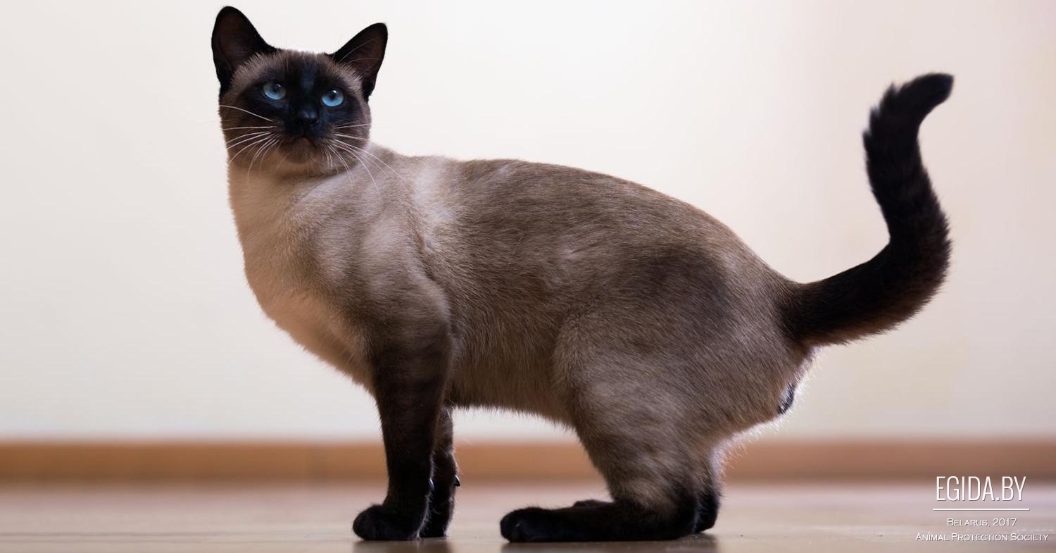 сиамская кошка виды
