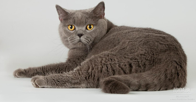 Энциклопедия кошек породы кошек