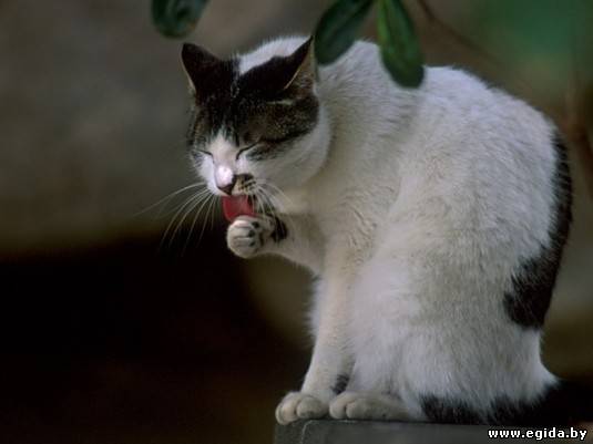 Зачем кошки умываются? (Кошачьи вопросы) Энциклопедия о животных EGIDA.BY