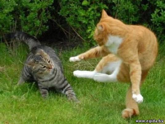 Почему кошки дерутся? (Кошачьи вопросы) Энциклопедия о животных EGIDA.BY