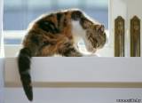 Что означает, когда кошка умывается черезчур усердно?
