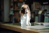 Можно ли давать кошке столько воды, сколько она хочет?