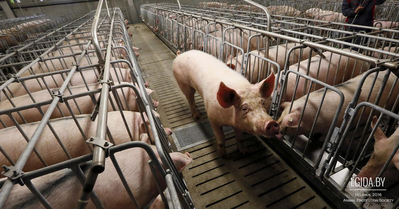 Если вы любите свинину... Как выращивают поросят. Условия содержания свиней