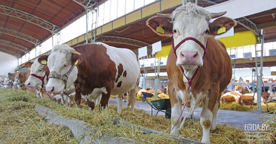 Мясоедение и фермерский вопрос. Животноводство - это огромный бизнес