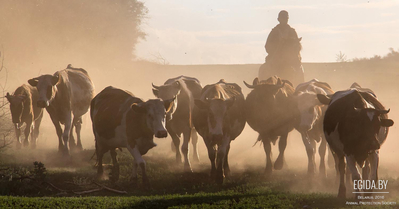 Доктор Уилл Таттл: Скотоводческая культура ослабила наш разум