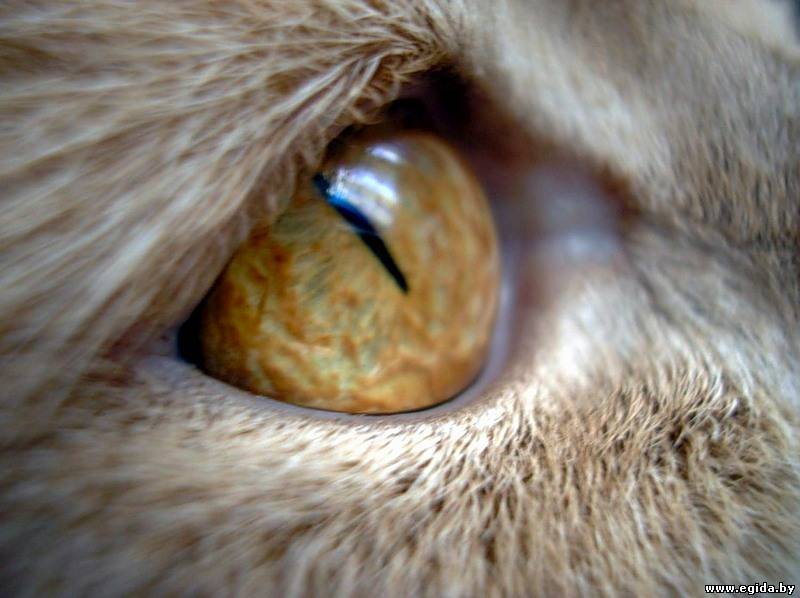 кошачий цвет глаз