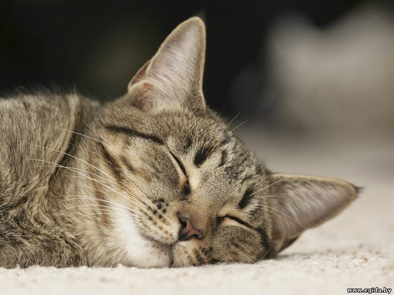 Как кошка спит? (Анатомия) Энциклопедия о животных EGIDA.BY