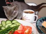 Салат для кошек