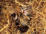 Кормите кошек сеном