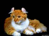 Чистопородные кошки: медицинские, породные и генетические аспекты