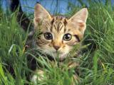 Безопасные растения для кошек