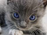 Генетические и наследственно обусловленные аномалии развития кошек