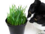 Кошка обожает есть траву. Hе вредно ли это?