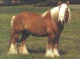 Ютландская лошадь (датский тяжеловоз)