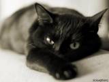 Почему черная кошка приносит удачу?