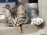 О вирусе кошачьей лейкемии