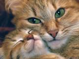 Заболевания кошек, передающиеся при вязке или при искусственном осеменении