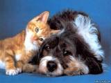 Кошка с собакой могут жить дружно