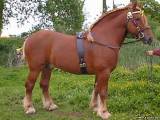 Cуффолькская лошадь (суффольк)