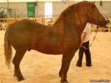 Литовская тяжелоупряжная лошадь