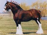 Клейдесдальская лошадь
