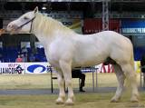 Першеронская лошадь (першерон)