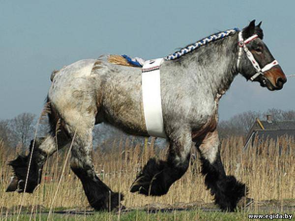 Голландская упряжная лошадь (Породы лошадей) Энциклопедия о животныхEGIDA.BY