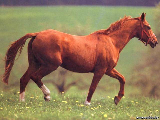 Вестфальская лошадь (Породы лошадей) Энциклопедия о животных EGIDA.BY
