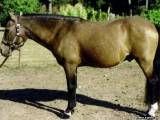 Галицийский пони