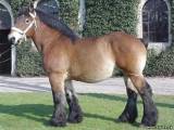 Арденнская лошадь (арденн)