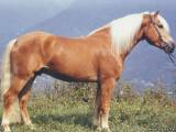 Авелинская лошадь