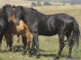 Боснийская горная лошадь (боснийский горный пони)