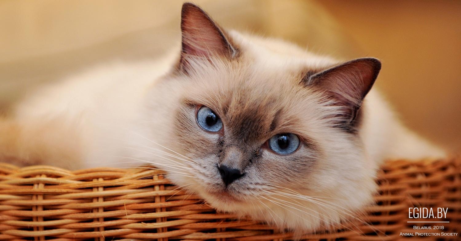 Как узнать сколько лет кошке (Кошачьи вопросы) Энциклопедия о животных  EGIDA.BY