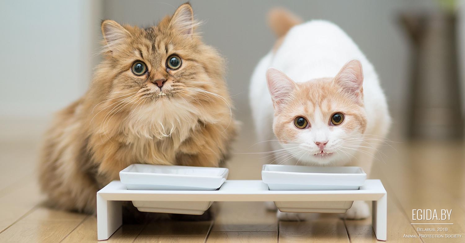 Почему кошкам нельзя давать молоко? (Кормление кошек) Энциклопедия о  животных EGIDA.BY