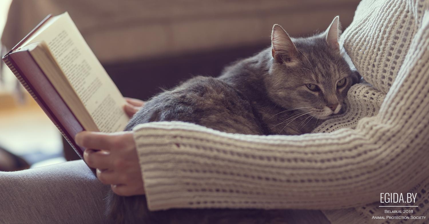 На сколько хорошая память у кошек? (Чувства кошек) Энциклопедия о животных  EGIDA.BY