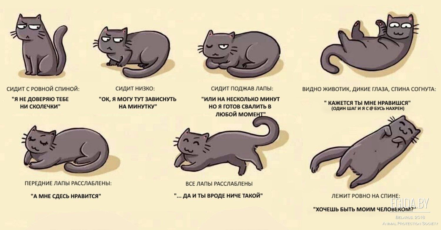 Язык тела кошек и как понять что хочет сказать кошка (Поведение кошек)  Энциклопедия о животных EGIDA.BY