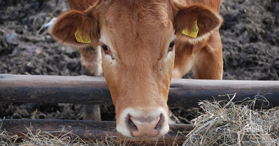 Больные животные и плохое молоко: чем грозит содержание колхозных коров в воде и грязи