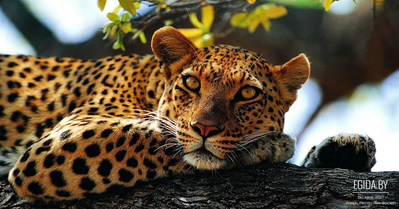 В контактном зоопарке в Саратове леопард едва не растерзал 5-летнюю девочку