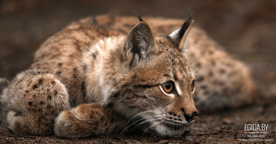 В Беларуси могут разрешить охоту на редких животных