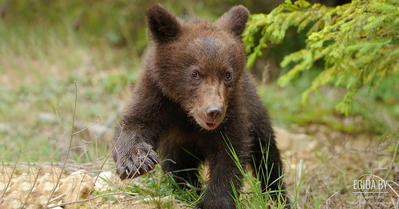 В лесу около деревни Жестиное обнаружили медвежонка-потеряшку