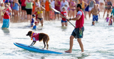 В США состоялся ежегодный турнир по собачьему серфингу