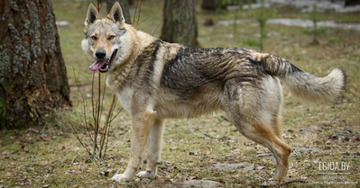 Чешский вольфхунд (Czechoslovakian wolfdog)
