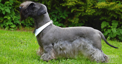 Чешский терьер (Czesky Terrier)