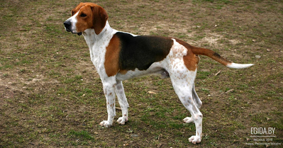 Французская трехцветная гончая (French tricolor hound)
