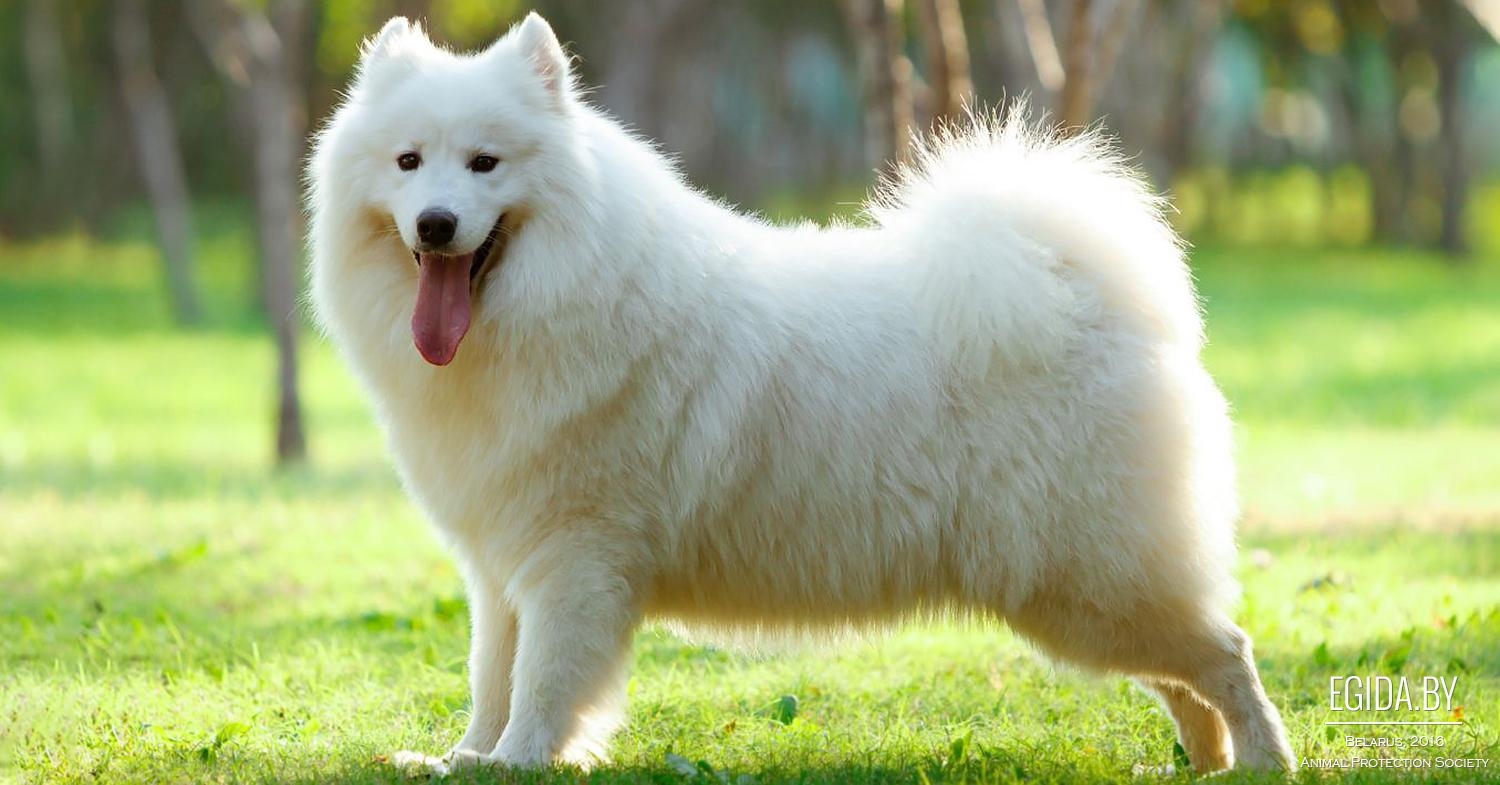 Крупная белая порода собак. Самоеды порода собак. Самоедская лайка. Карликовый самоед. Лайка самоед.