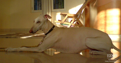Рампурская борзая (Pampur dog, Rampur greyhound)