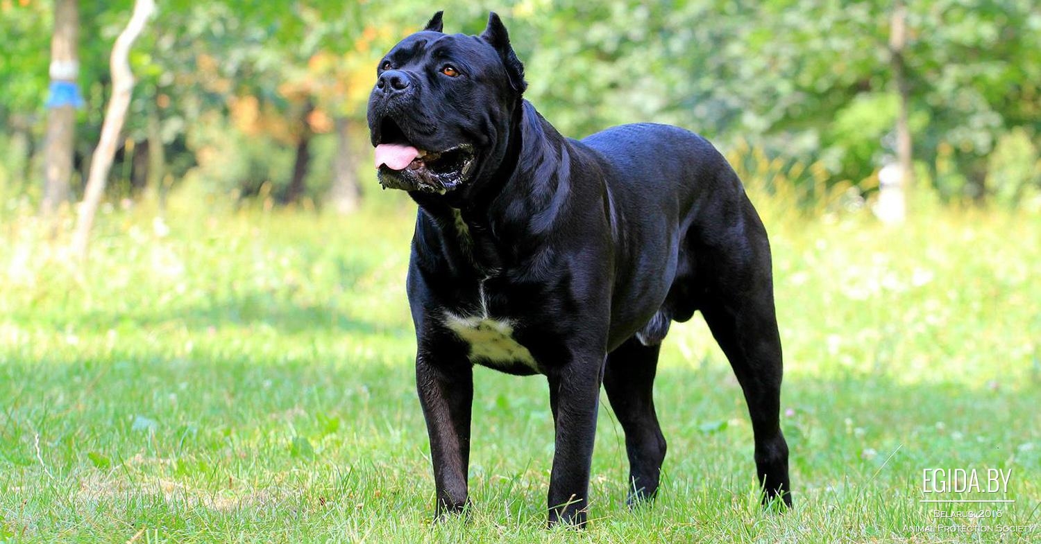 Кане-корсо: описание собаки, характеристика и характер свойственные породе (110 фото и видео)